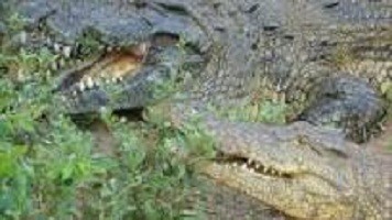 crocodilo-2